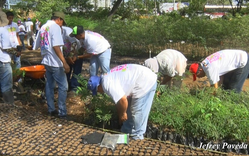 plantas